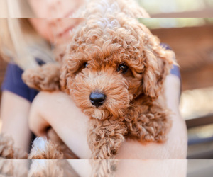 Poodle (Toy) Puppy for Sale in ANTELOPE, California USA