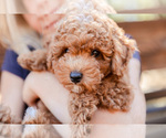 Small Photo #1 Poodle (Toy) Puppy For Sale in ANTELOPE, CA, USA