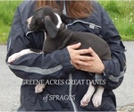 Small Photo #26 Great Dane Puppy For Sale in SPRAGGS, PA, USA