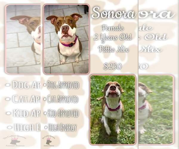 Medium Photo #2 Mutt Puppy For Sale in Jacksonville, NC, USA