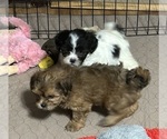 Small #3 Shih-Poo