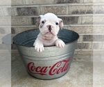 Small #4 French Bulldog