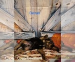 Puppy Denali Cavalier King Charles Spaniel