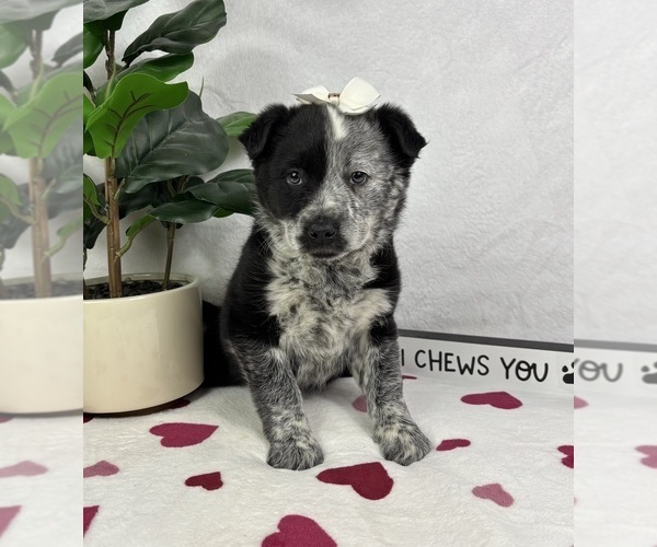 Medium Photo #3 Australian Cattle Dog-Miniature Australian Shepherd Mix Puppy For Sale in FRANKLIN, IN, USA