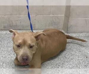 American Pit Bull Terrier Dogs for adoption in Conroe, TX, USA