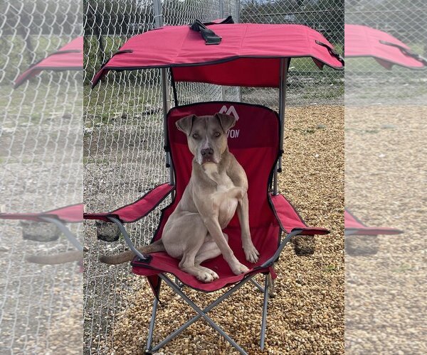 Medium Photo #5 American Pit Bull Terrier-Unknown Mix Puppy For Sale in Anniston, AL, USA