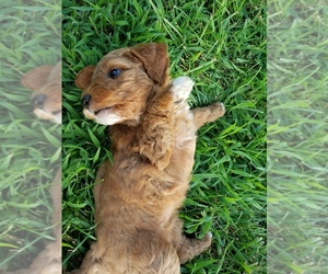 Goldendoodle (Miniature) Puppy for sale in CENTERVILLE, TN, USA