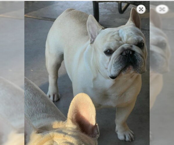Medium Photo #5 French Bulldog Puppy For Sale in Chandler, AZ, USA