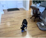 Small #4 Jack Russell Terrier Mix