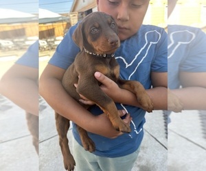 Doberman Pinscher Puppy for sale in LYNWOOD, CA, USA