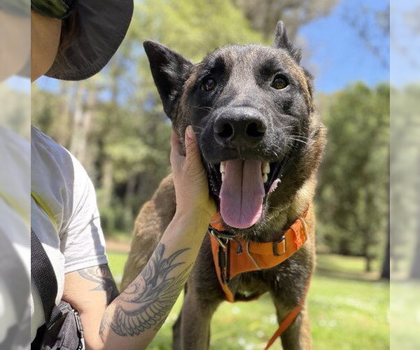 Medium Photo #3 Mutt Puppy For Sale in Martinez, CA, USA