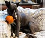Small #49 American Pit Bull Terrier Mix