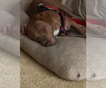 Small Photo #4 Bulldog-Unknown Mix Puppy For Sale in Tarrytown, GA, USA