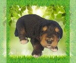 Image preview for Ad Listing. Nickname: Litter of 6