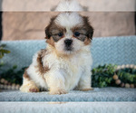 Small #3 Shih Tzu