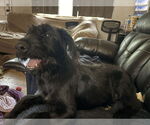 Small #1 Miniature Labradoodle