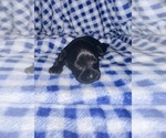 Puppy Puppy 6 Schnauzer (Miniature)