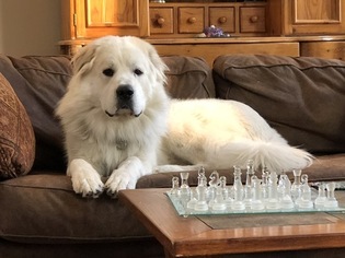 Father of the Great Pyrenees puppies born on 01/08/2019