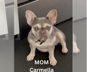 Mother of the French Bulldog puppies born on 05/12/2024