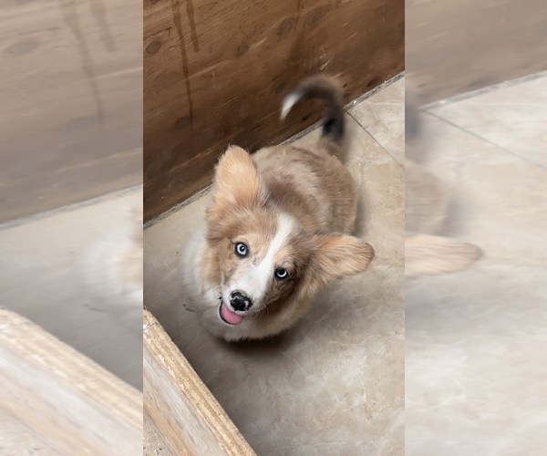Medium Photo #2 American Corgi Puppy For Sale in SANDY VALLEY, NV, USA