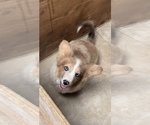 Small #1 American Corgi