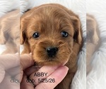 Image preview for Ad Listing. Nickname: Abby