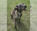 Small #3 Catahoula Leopard Dog