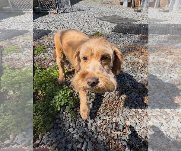 Medium Photo #3 Goldendoodle (Miniature) Puppy For Sale in Thomasville, NC, USA