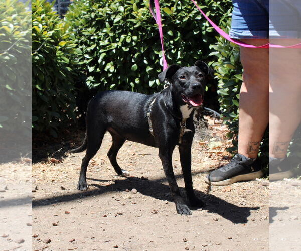 Medium Photo #2 Labrador Retriever-Unknown Mix Puppy For Sale in Yuba City, CA, USA