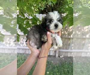 Havanese Puppy for sale in CAMBRIDGE, NE, USA