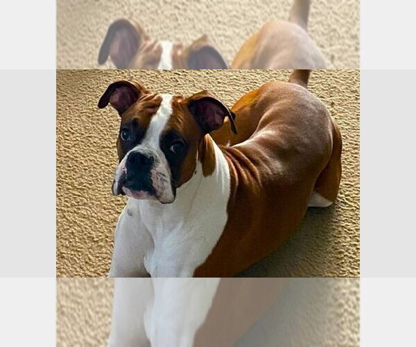 Medium Photo #2 Boxer Puppy For Sale in Austin, TX, USA