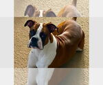 Small #1 Boxer