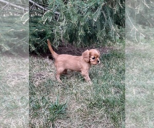 Cavalier King Charles Spaniel Puppy for sale in DANVILLE, IN, USA