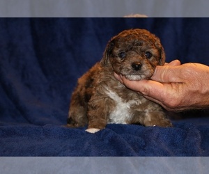 Poodle (Toy) Puppy for sale in DYERSBURG, TN, USA