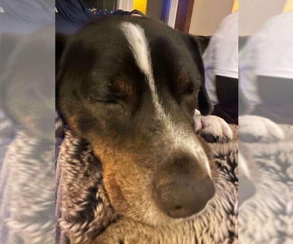 Medium Photo #7 Beagle-Unknown Mix Puppy For Sale in Minneapolis, MN, USA