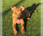 Small #1 Mutt