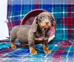 Small #8 Dachshund