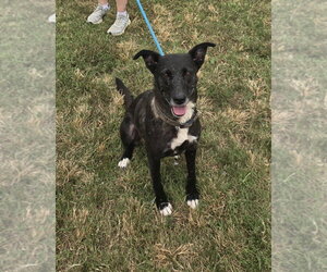 Zaxby - Female - Mix Dog for Adoption - Photo #2