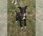 Small Photo #2 - Mix Puppy For Sale in Evansville, IN, USA