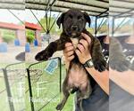 Small German Shepherd Dog Mix