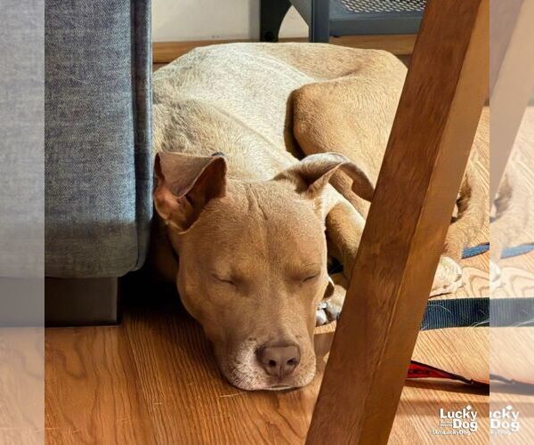 Medium Photo #6 Boxador Puppy For Sale in Washington, DC, USA