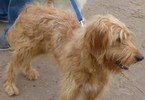 Small Photo #1 Goldendoodle Puppy For Sale in BOLIVAR, MO, USA