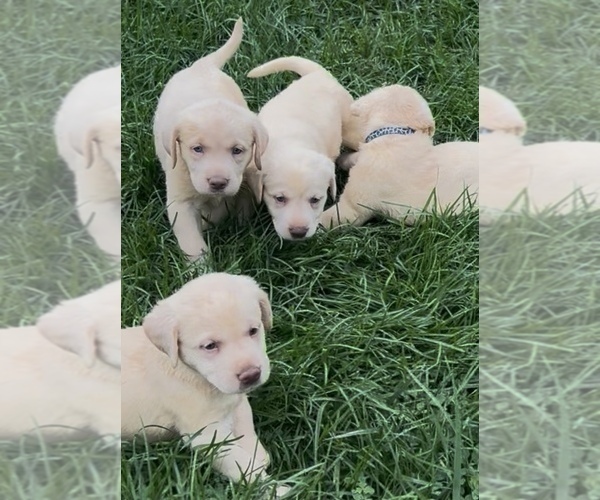 Medium Photo #5 Labrador Retriever Puppy For Sale in NEOLA, WV, USA