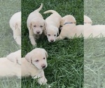 Small #4 Labrador Retriever