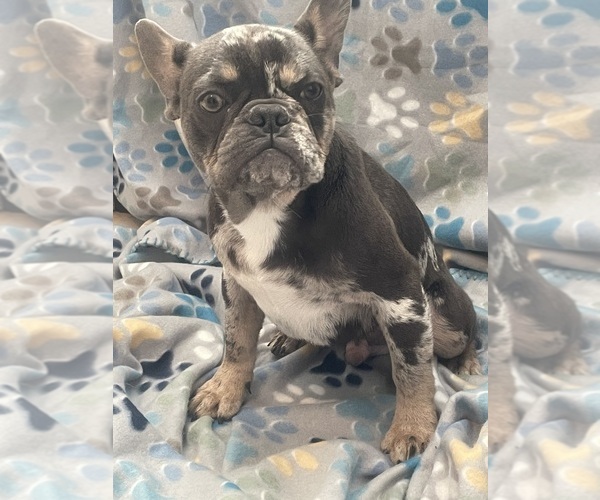 Medium Photo #8 French Bulldog Puppy For Sale in PHOENIX, AZ, USA