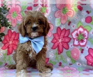 Cavapoo Puppy for sale in LANCASTER, PA, USA