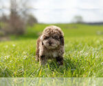 Small Photo #12 ShihPoo Puppy For Sale in WARSAW, IN, USA