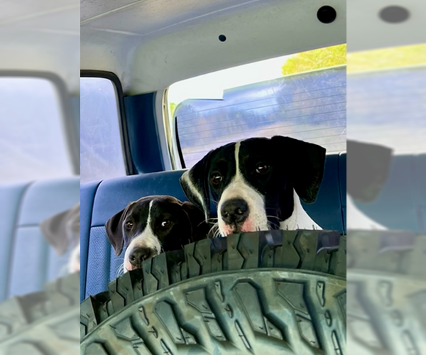 Medium Photo #6 American Staffordshire Terrier-Great Dane Mix Puppy For Sale in Orange Grove, TX, USA