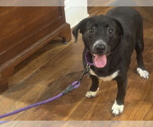 Dachshund Dogs for adoption in Holly Springs, NC, USA