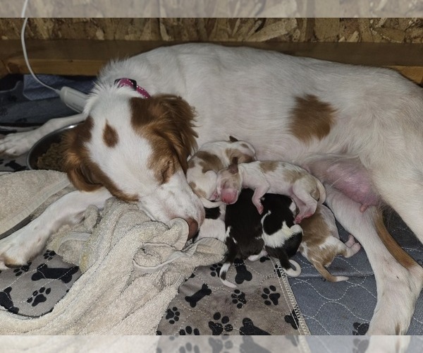 Medium Photo #21 Brittany Puppy For Sale in FORT COLLINS, CO, USA